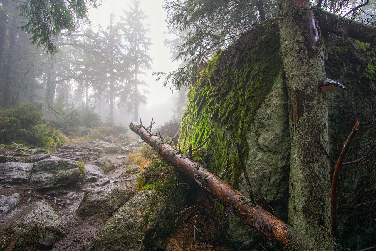 nature, forest, outdoors, woods, wilderness, fog, fichtelgebirge, moss, hike