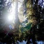 winter, forest, fichtelgebirge, snow, nature, tree, cold, sun, winter landscape, snow mountain, wintry, winter magic, white